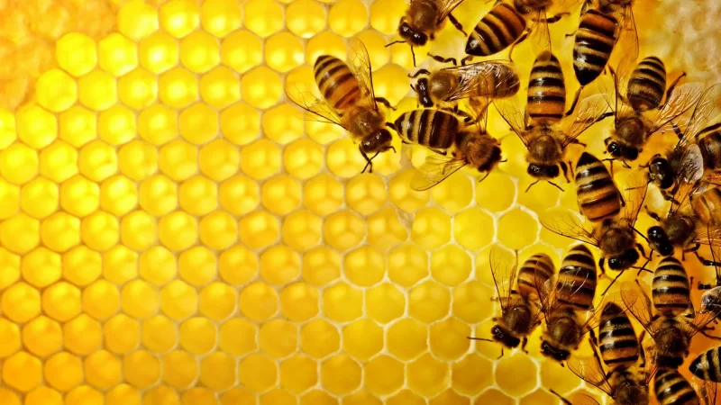Как получается мед у пчел в сотах? Кратко