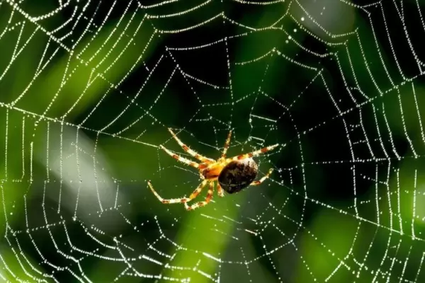 К чему снится паутина и паук и его действия