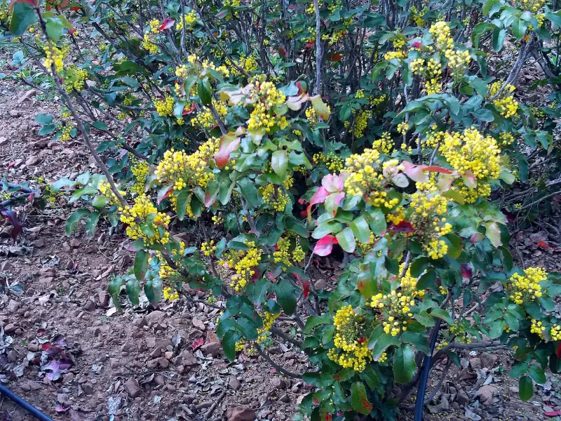 Маго́ния падуболи́стная (Mahonia aquifolium) уход и польза