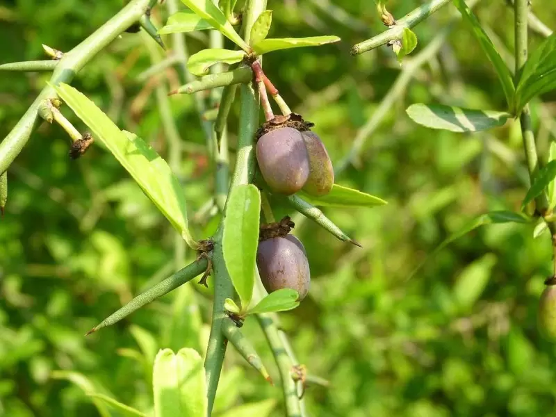 Плоскосемянник китайский, принсепия, колючая вишня (Prinsepia sinensis)