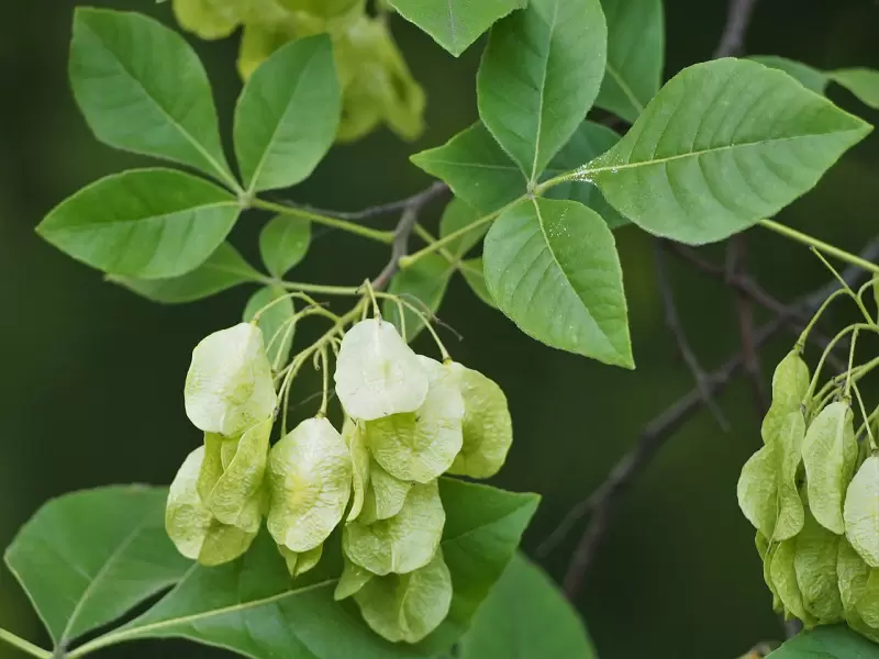 Птелея трехлистная или трехлисточковая, кожанка (Ptelea trifoliata)