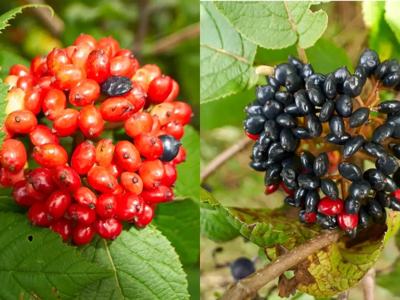 Калина гордовина (Viburnum lantana) уход и применение