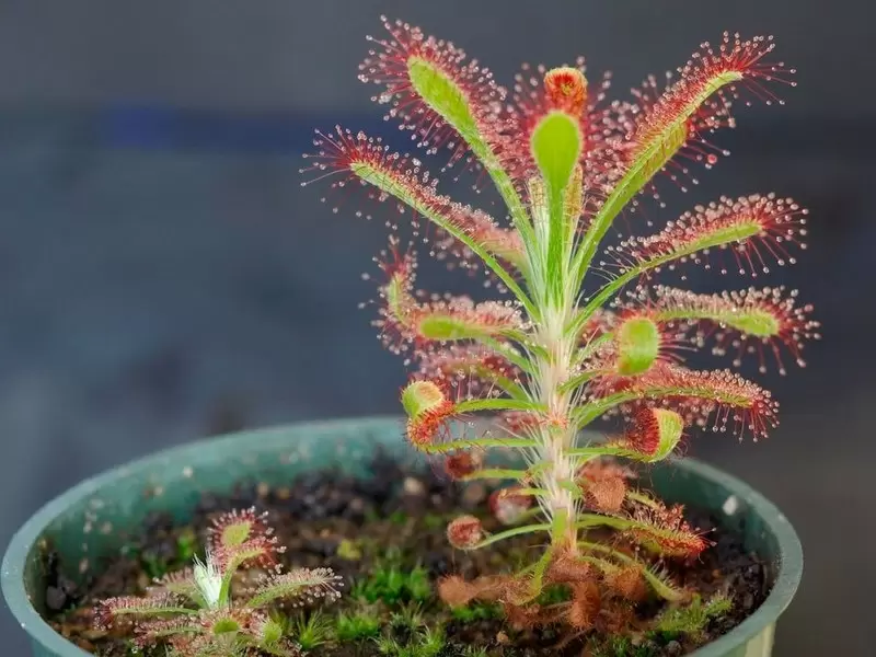 Росянки (Drosera)