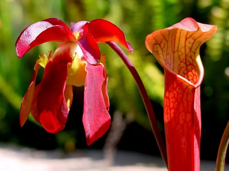 Sarracenia