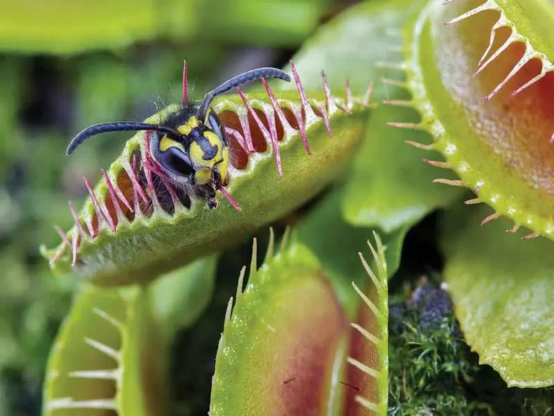 Венерина мухоловка (Dionaea muscipula