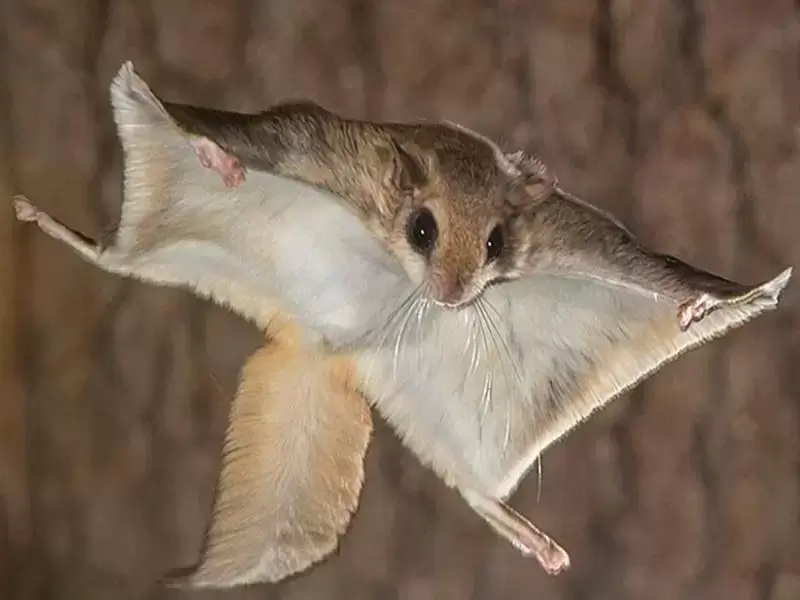 белка летяга