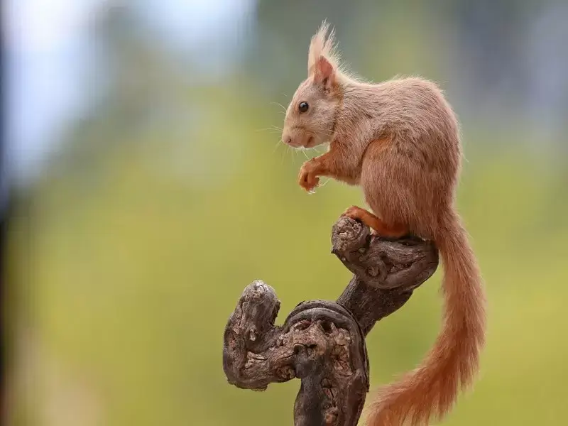 Шипохвостная белка