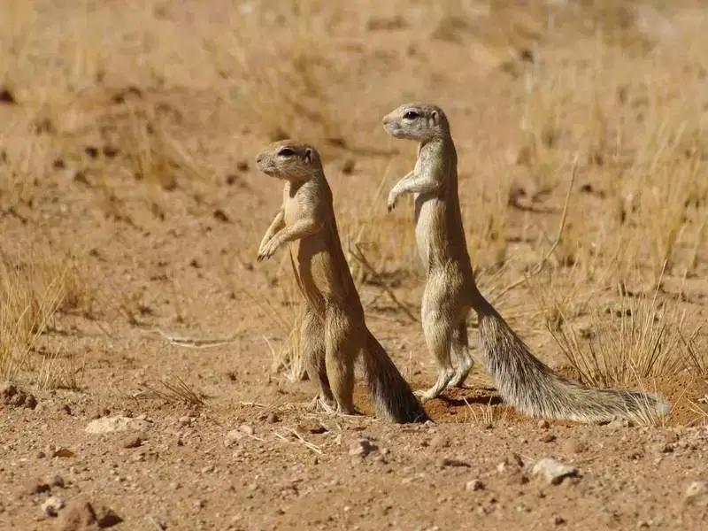 земляная белка