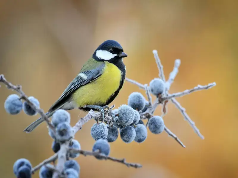 Большая синица: описание, поведение, гнездование, питание и содержание в неволе