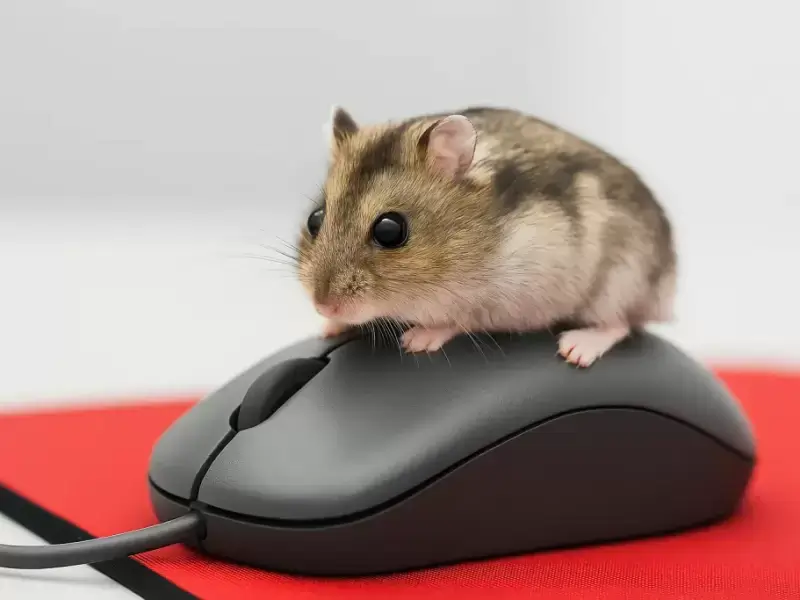Колесико мыши скачет и дергается? 5 лайфхаков, как починить быстро и бесплатно